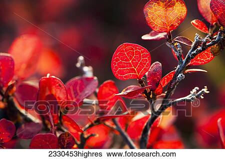 Stock Photograph - Nature. Fotosearch