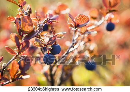 Nature View Large Photo Image Stock Photograph - Nature. Fotosearch
