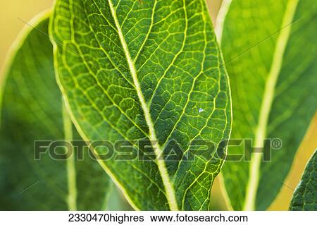 Stock Photograph - Nature. Fotosearch