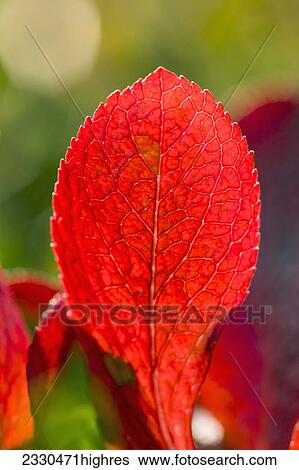 Stock Photograph - Nature. Fotosearch