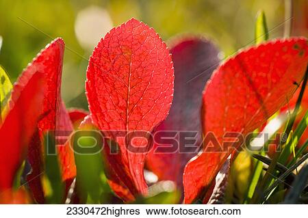 Nature View Large Photo Image Stock Photograph - Nature. Fotosearch