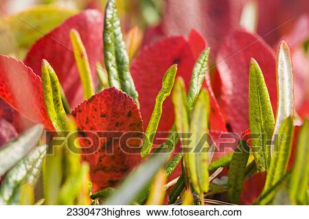 Nature View Large Photo Image Stock Photograph - Nature. Fotosearch
