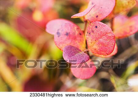 Stock Photograph - Nature. Fotosearch