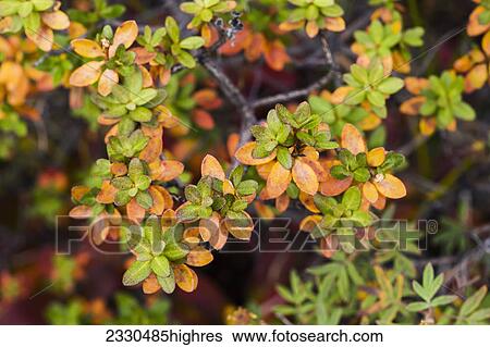 Stock Photograph - Nature. Fotosearch