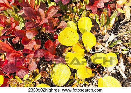 Nature View Large Photo Image Stock Photograph - Nature. Fotosearch