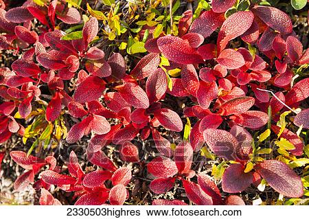 Stock Photograph - Nature. Fotosearch