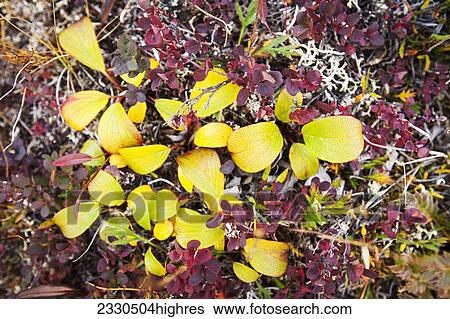 Stock Photograph - Nature. Fotosearch