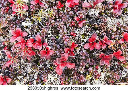 Nature View Large Photo Image Stock Photograph - Nature. Fotosearch