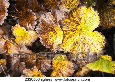 Stock Photograph - Nature. Fotosearch