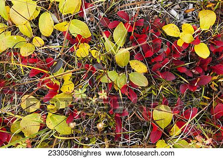 Stock Photograph - Nature. Fotosearch