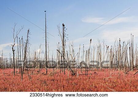 Stock Photograph - Nature. Fotosearch