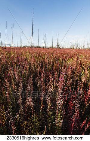 Nature View Large Photo Image Stock Photograph - Nature. Fotosearch