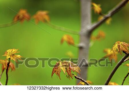 New maple leaves growing in springtime, Oakfield Provincial Park; Nova Scotia, Canada View Large Photo Image Stock Photograph - New maple leaves growing in springtime, Oakfield Provincial Park; Nova Scotia, Canada. Fotosearch
