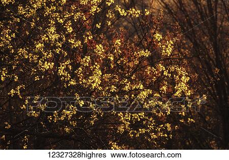 Stock Photograph - New spring leaves and seed heads glow in an evening sun; Bedford, Nova Scotia, Canada. Fotosearch