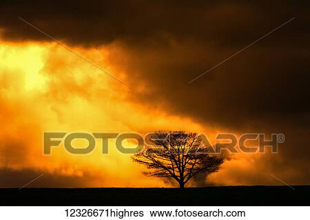 Oak tree silhouetted by gold and black storm clouds; Milford, Nova Scotia, Canada View Large Photo Image Stock Photograph - Oak tree silhouetted by gold and black storm clouds; Milford, Nova Scotia, Canada. Fotosearch