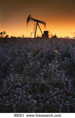 Oil pump in field at sunrise View Large Photo Image Stock Image - Oil pump in field at sunrise. Fotosearch