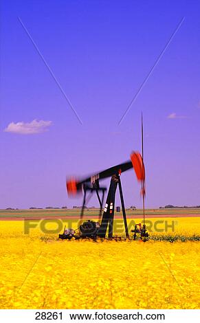 Oil pump jack in canola field View Large Photo Image Stock Image - Oil pump jack in canola field. Fotosearch