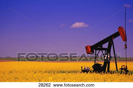 Oil pump jack in canola field View Large Photo Image Stock Image - Oil pump jack in canola field. Fotosearch