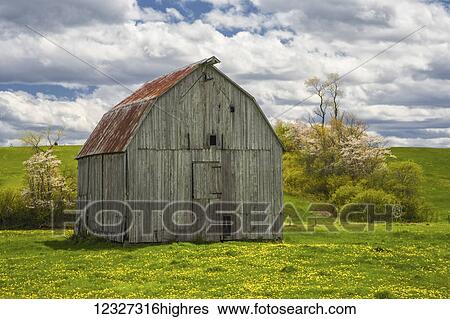 Old barn and spring indian pear blossoms, gypsum mines; Nova Scotia, Canada View Large Photo Image Stock Photograph - Old barn and spring indian pear blossoms, gypsum mines; Nova Scotia, Canada. Fotosearch