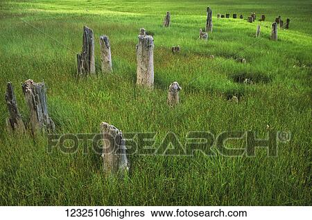Stock Photograph - Old pier pilings, Mill Creek, near Blomidon; Nova Scotia, Canada. Fotosearch