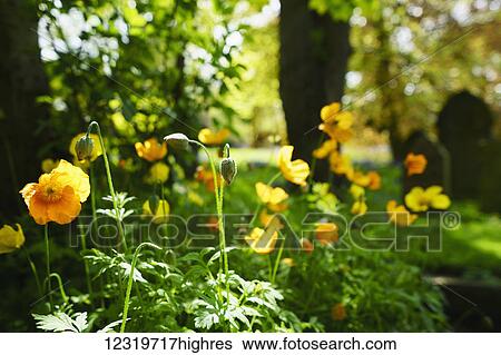 Stock Photograph - Orange and yellow poppies in bloom in a garden; Whitburn, Tyne and Wear, England. Fotosearch