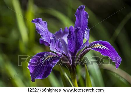 Oregon Iris (Iris tenax) grows well in the wild or in a garden; Astoria, Oregon, United States of America View Large Photo Image Stock Photograph - Oregon Iris (Iris tenax) grows well in the wild or in a garden; Astoria, Oregon, United States of America. Fotosearch