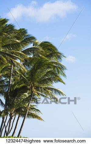 Stock Photograph - Palm trees against a blue sky with cloud; Hawaii, United States of America. Fotosearch