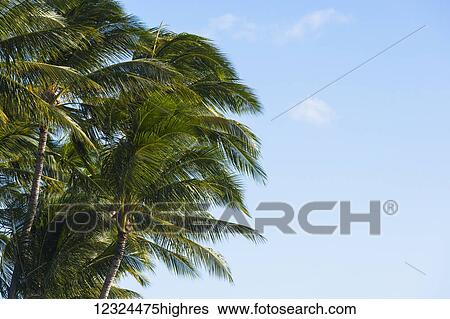 Stock Photograph - Palm trees against a blue sky with cloud; Hawaii, United States of America. Fotosearch
