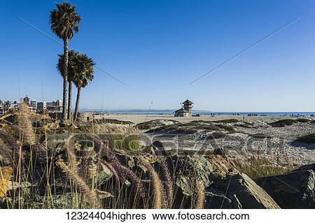 Stock Photograph - Palm trees and rocks along the beach with a view of the ocean; California, United States of America. Fotosearch
