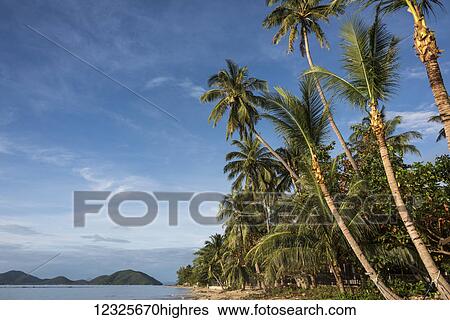 Palm trees line the beach along the Gulf of Thailand under a blue sky; Ko Samui, Chang Wat Surat Thani, Thailand View Large Photo Image Stock Photograph - Palm trees line the beach along the Gulf of Thailand under a blue sky; Ko Samui, Chang Wat Surat Thani, Thailand. Fotosearch