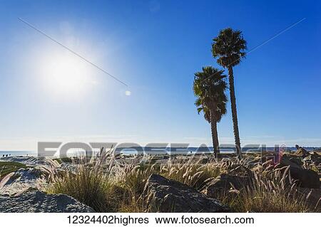 Stock Photograph - Palm trees on the shore along the coast with a view of the coastline under a blue sky; California, United States of America. Fotosearch