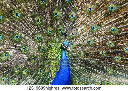 Stock Photograph - Peafowl displaying it's plumage; South Shields, Tyne and Wear, England. Fotosearch