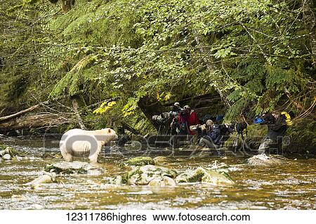 Photographers photographing a Spirit Bear in the river, Great Bear Rainforest, British Columbia, Canada View Large Photo Image Stock Photograph - Photographers photographing a Spirit Bear in the river, Great Bear Rainforest, British Columbia, Canada. Fotosearch