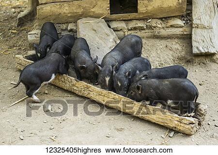 Stock Photograph - Pigs feeding at a trough; Luang Prabang Province, Laos. Fotosearch