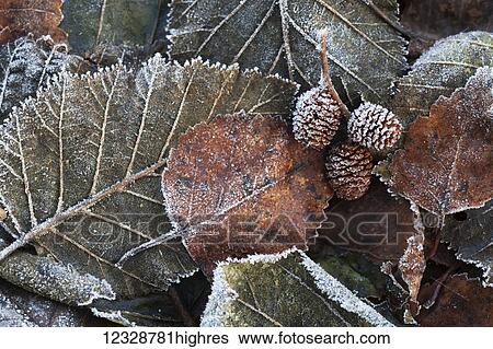 Pile of frosty autumn coloured leaves and pine cones; Alaska, United States of America View Large Photo Image Stock Photograph - Pile of frosty autumn coloured leaves and pine cones; Alaska, United States of America. Fotosearch