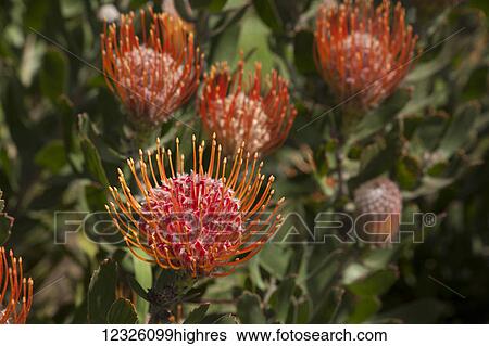Pincushion (Scabiosa) protea flower; Kula, Maui, Hawaii, United States of America View Large Photo Image Stock Photograph - Pincushion (Scabiosa) protea flower; Kula, Maui, Hawaii, United States of America. Fotosearch