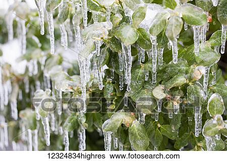 Stock Photograph - Plant leaves covered in ice and icicles; Ontario, Canada. Fotosearch