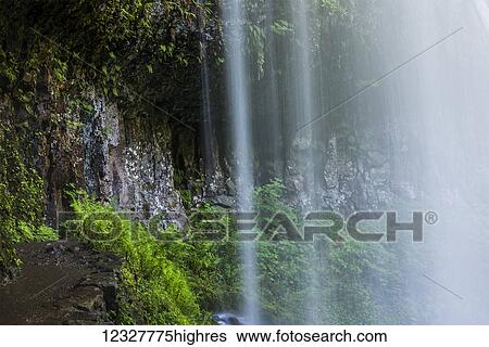 Stock Photograph - Plants grow behind a veil of mist at Silver Falls State Park; Silverton, Oregon, United States of America. Fotosearch