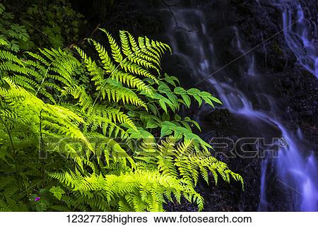 Plants grow beside a small stream at Silver Falls State Park; Silverton, Oregon, United States of America View Large Photo Image Stock Photograph - Plants grow beside a small stream at Silver Falls State Park; Silverton, Oregon, United States of America. Fotosearch