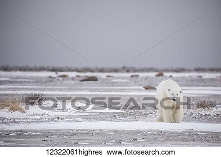 Stock Photograph - Polar bear along the coast of Hudson Bay waiting for the bay to freeze over, Manitoba, Canada. Fotosearch