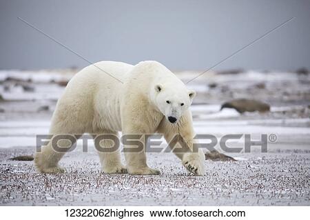 Polar bear along the coast of Hudson Bay waiting for the bay to freeze over, Manitoba, Canada View Large Photo Image Stock Photograph - Polar bear along the coast of Hudson Bay waiting for the bay to freeze over, Manitoba, Canada. Fotosearch