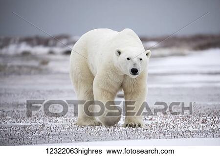 Stock Photograph - Polar bear along the coast of Hudson Bay waiting for the bay to freeze over, Manitoba, Canada. Fotosearch