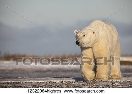 Stock Photograph - Polar bear along the coast of Hudson Bay waiting for the bay to freeze over, Manitoba, Canada. Fotosearch
