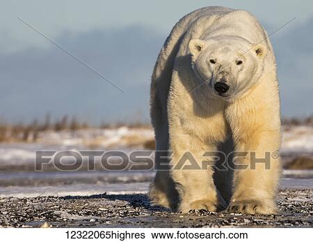 Stock Photograph - Polar bear along the coast of Hudson Bay waiting for the bay to freeze over, Manitoba, Canada. Fotosearch