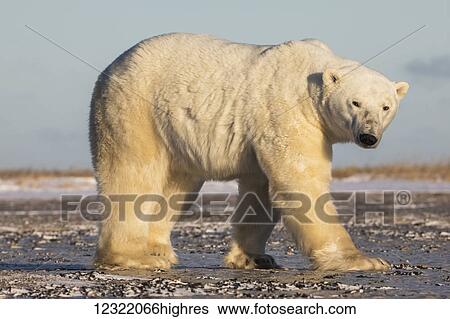 Stock Photograph - Polar bear along the coast of Hudson Bay waiting for the bay to freeze over, Manitoba, Canada. Fotosearch