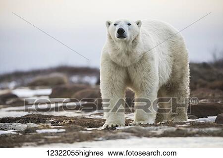 Stock Photograph - Polar bear on the coast of Hudson Bay waiting for the bay to freeze over, Manitoba, Canada. Fotosearch