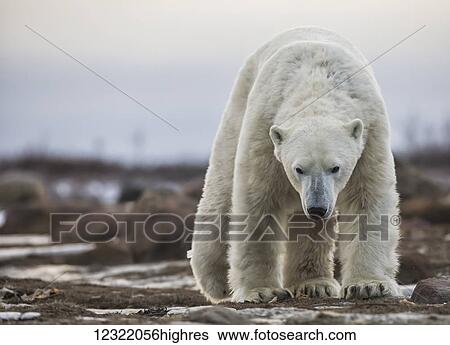 Stock Photograph - Polar bear on the coast of Hudson Bay waiting for the bay to freeze over, Manitoba, Canada. Fotosearch