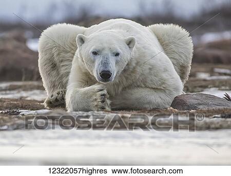 Polar bear on the coast of Hudson Bay waiting for the bay to freeze over, Manitoba, Canada View Large Photo Image Stock Photograph - Polar bear on the coast of Hudson Bay waiting for the bay to freeze over, Manitoba, Canada. Fotosearch