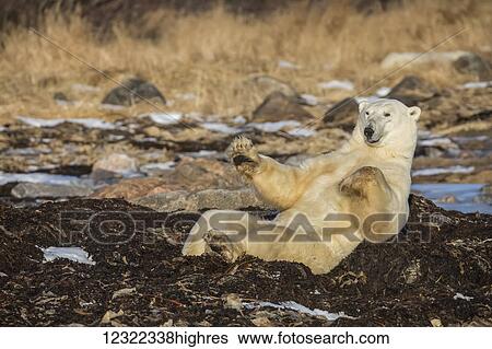 Stock Photograph - Polar bear (ursus maritimus) doing sit ups along Hudson Bay, near Churchill; Manitoba, Canada. Fotosearch