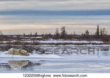 Stock Photograph - Polar bear (ursus maritimus) laying alongside a thawing pond waiting for Hudson Bay to freeze over; Churchill, Manitoba, Canada. Fotosearch